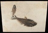 & Diplomystus Fish Fossil - Wyoming (Free Shipping) #15140-1
